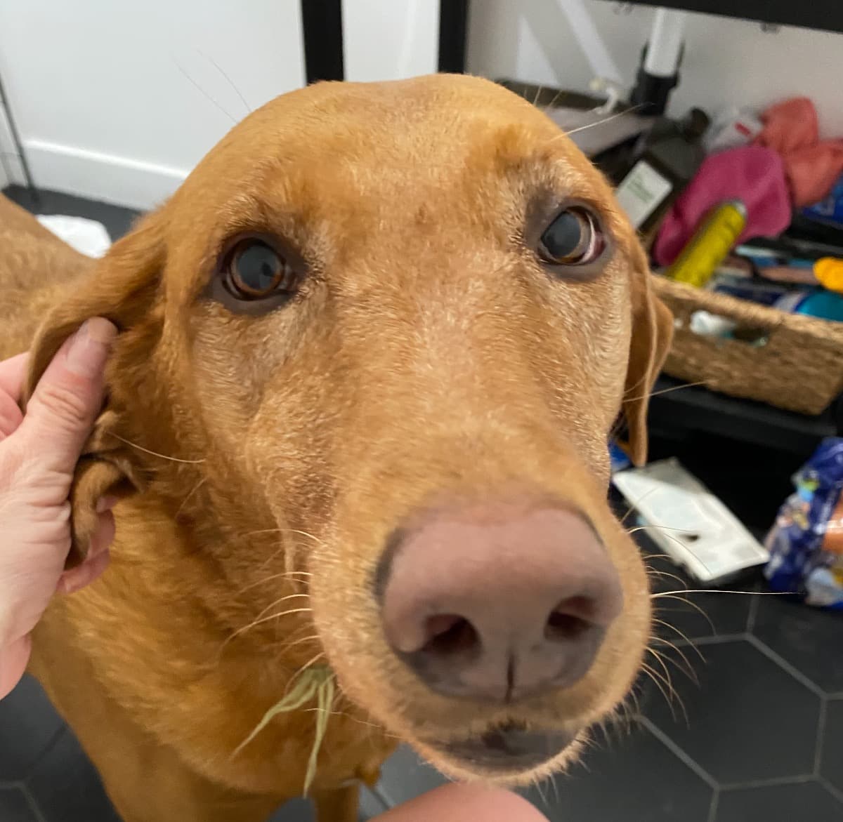 WillowsLymphomaTreatment