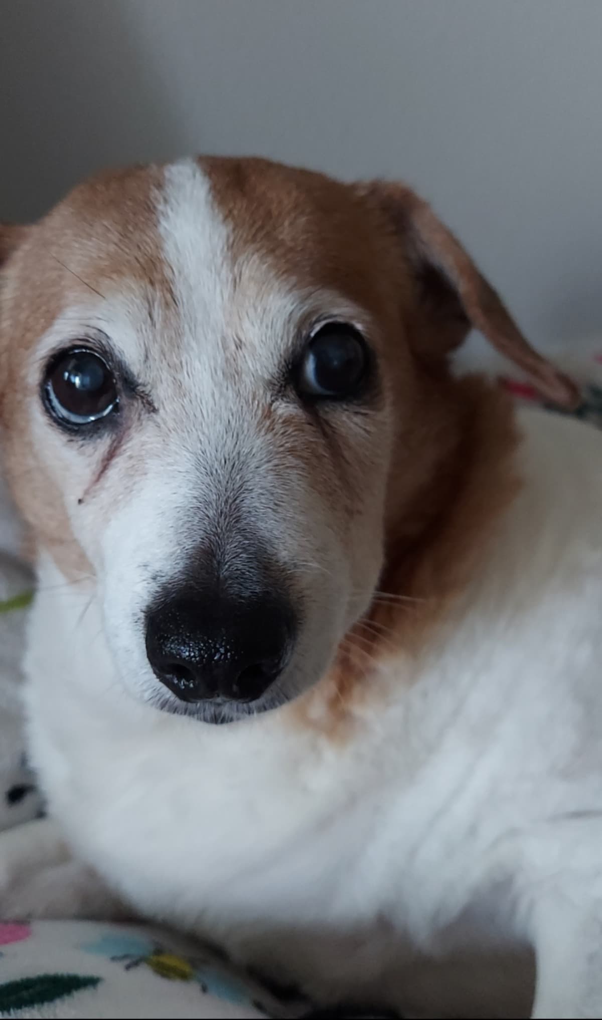 HelpPoochGetDentalWork