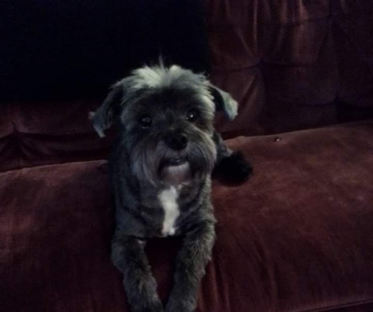 MyDogsEyeSurgery