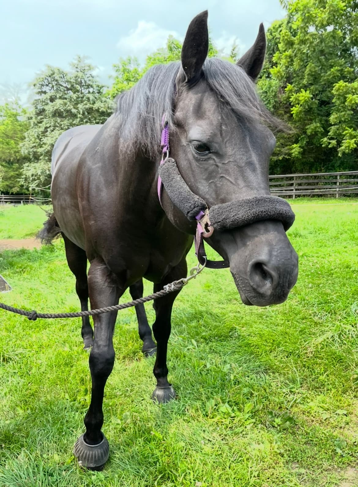 Support Diva:  & Winter Care For Therapeutic Horses
