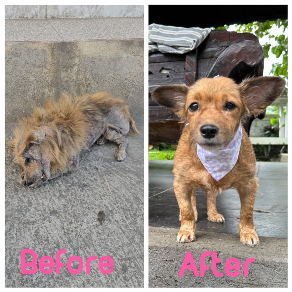 HelpSaveBaliStreetDogs