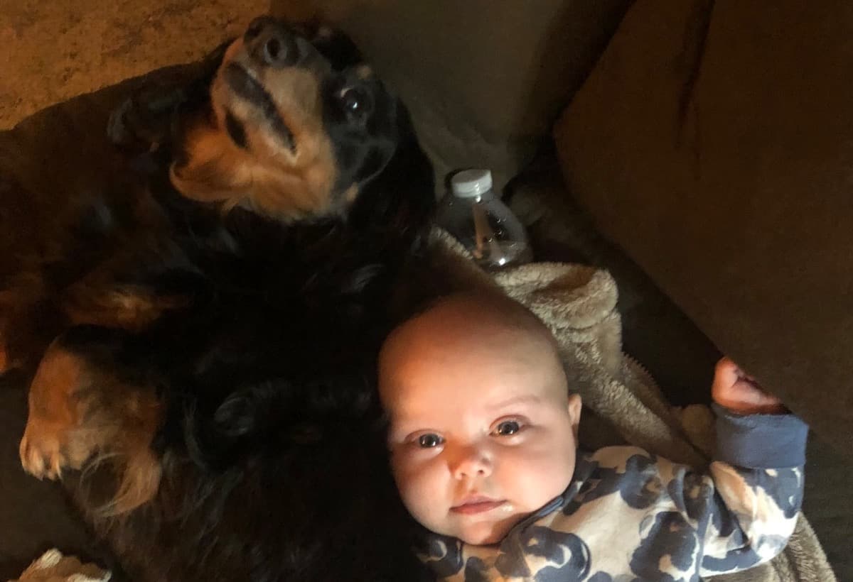 MyDogBlueLifesavingSurgery