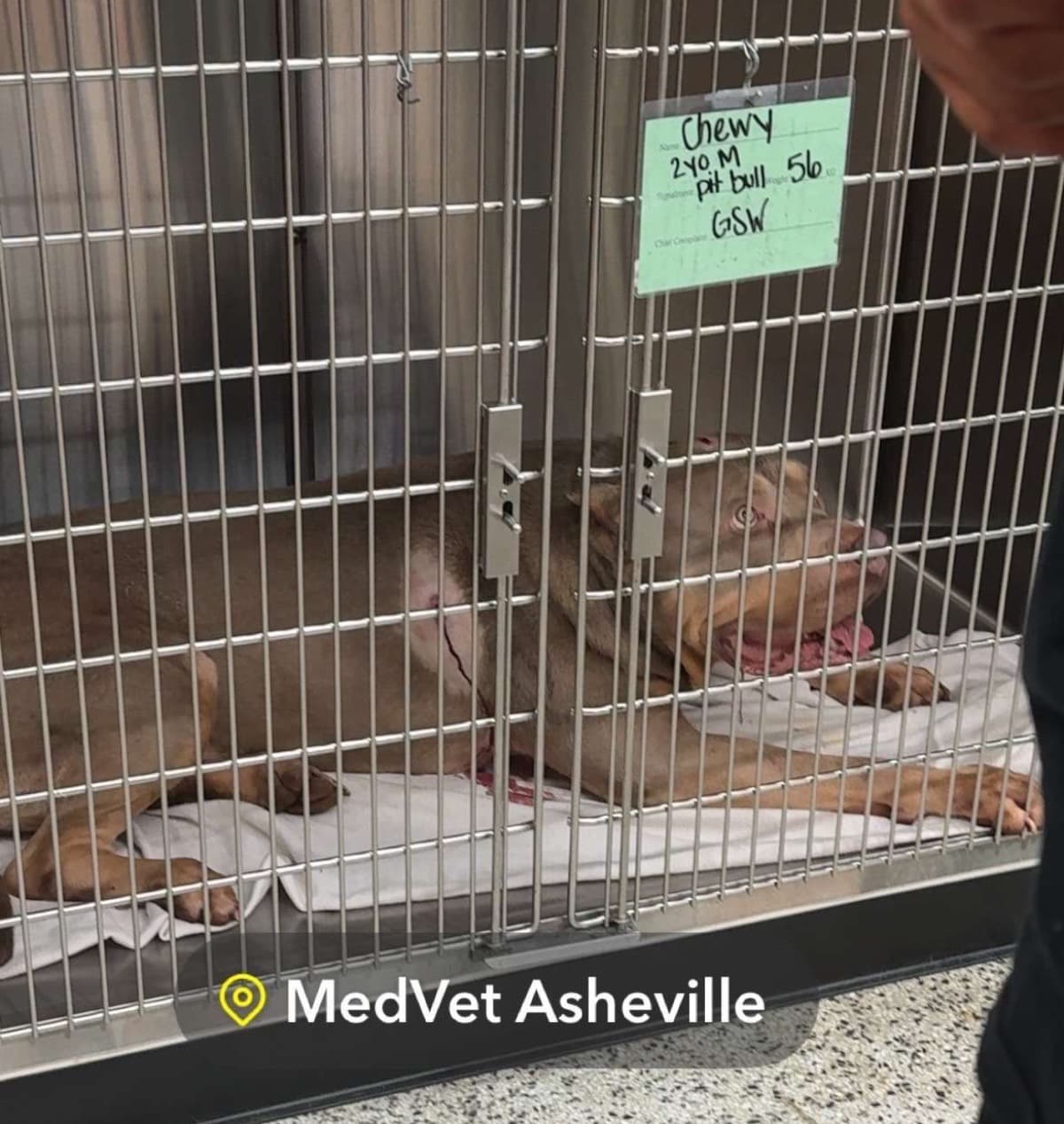 HelpWithChewysVetBill