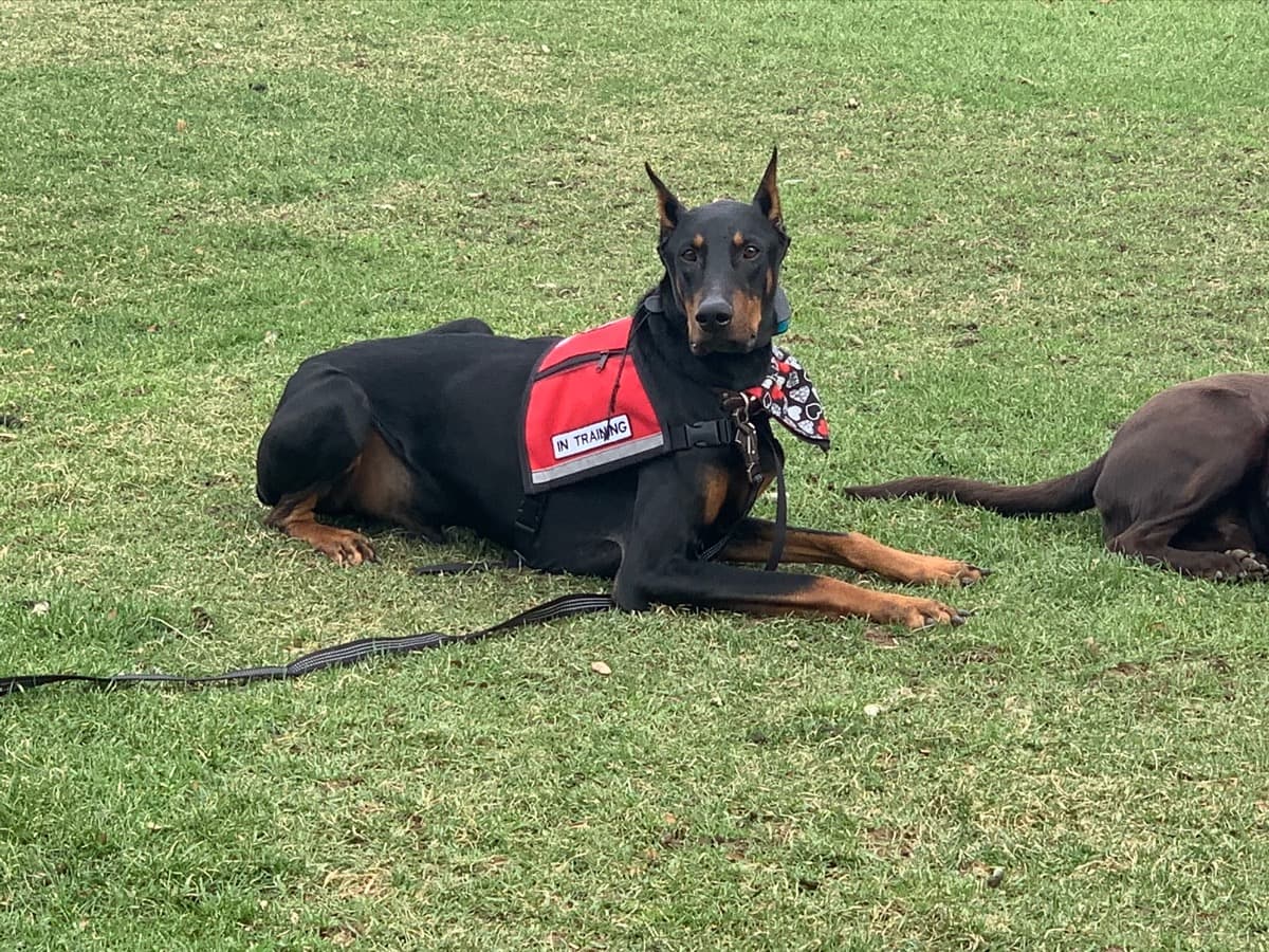 DieselStomachSurgery