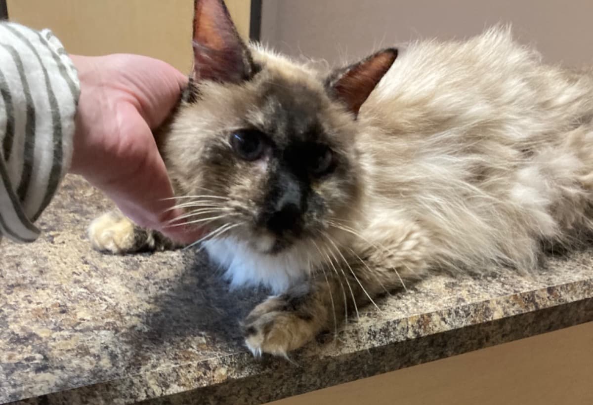 CatRescueMedicalFundraiser