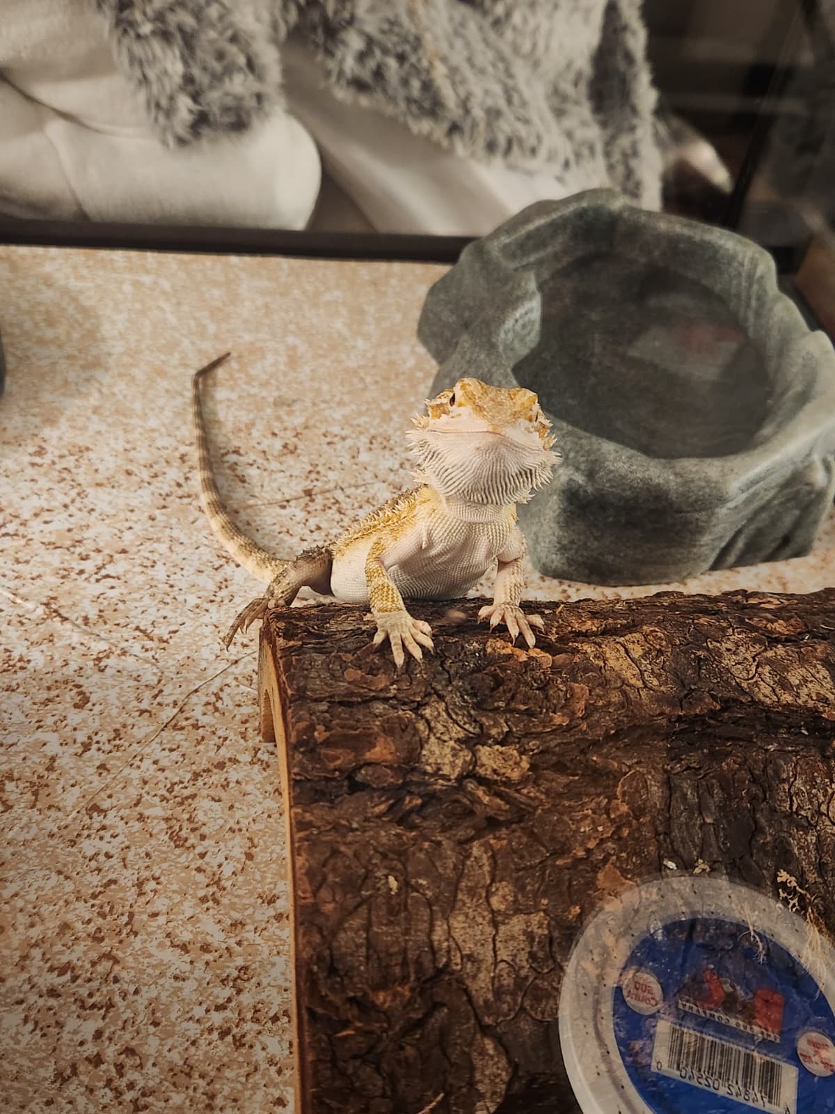 HelbourgReptileRescue