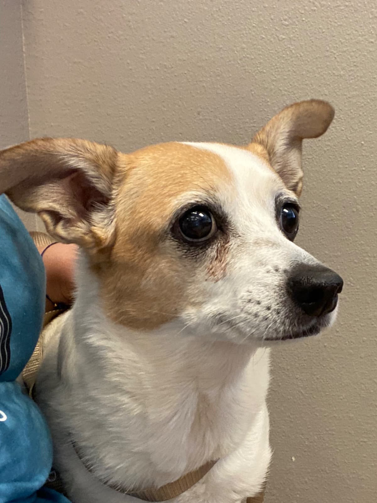 LizzysMedicalBills