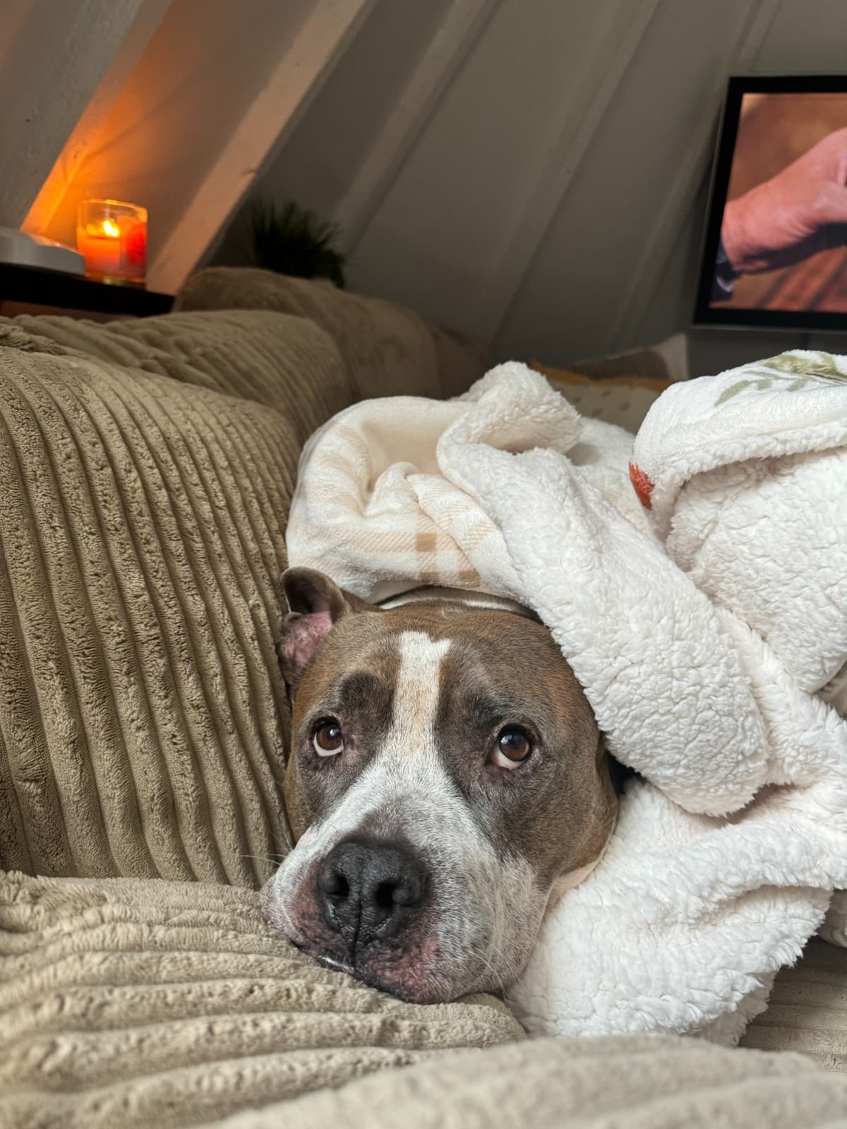 EmergencyVetBillsForMyDog