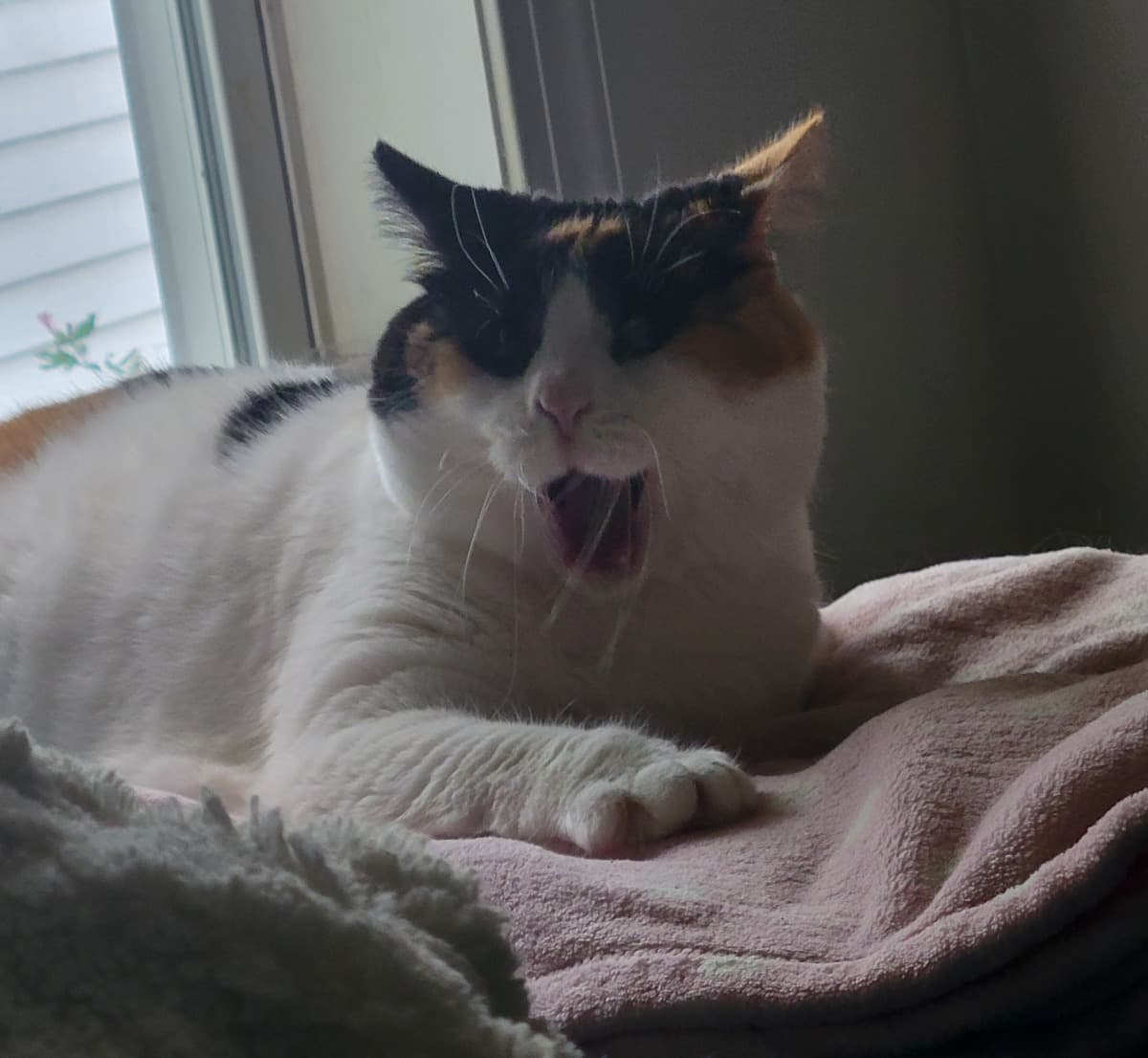 VetBillsForMyCatPumpkin