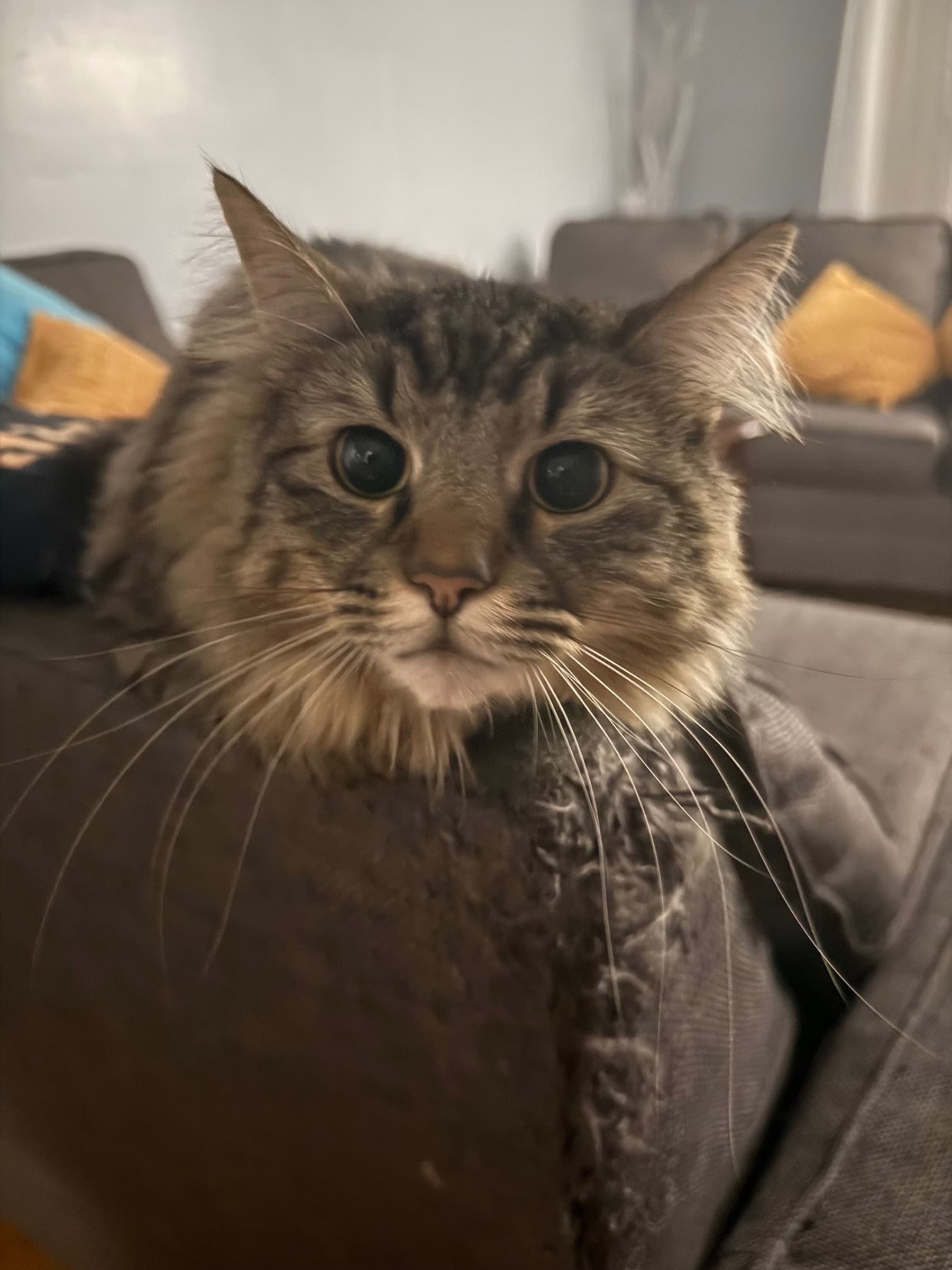 CatsSurgery