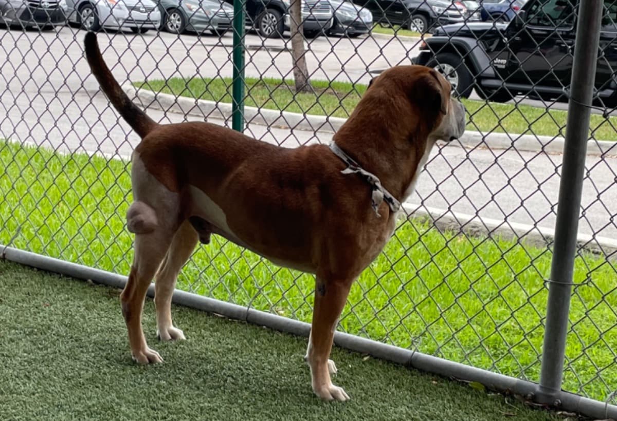 FightingCanineCancer4Abu