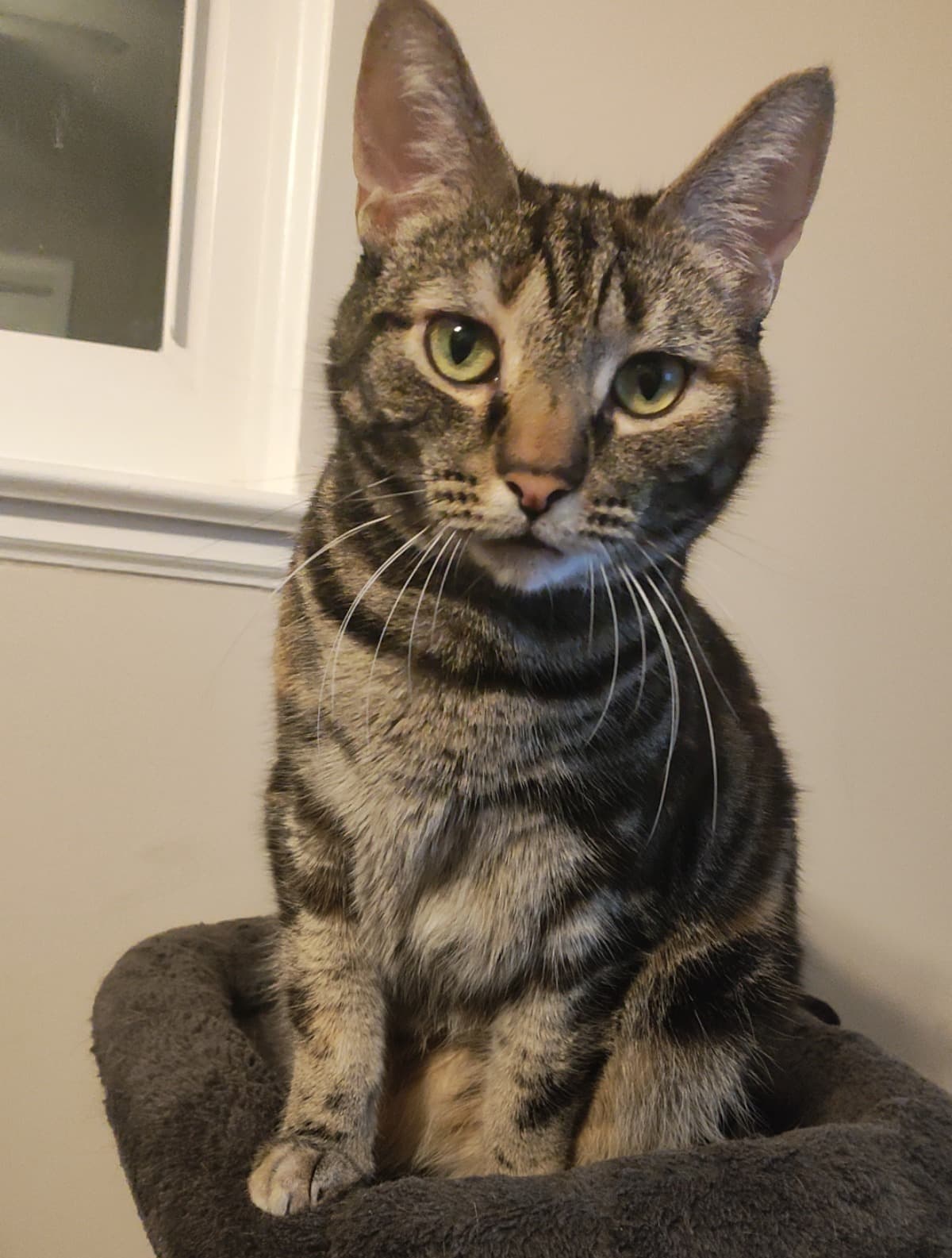 SupportSierraAtTheERVet