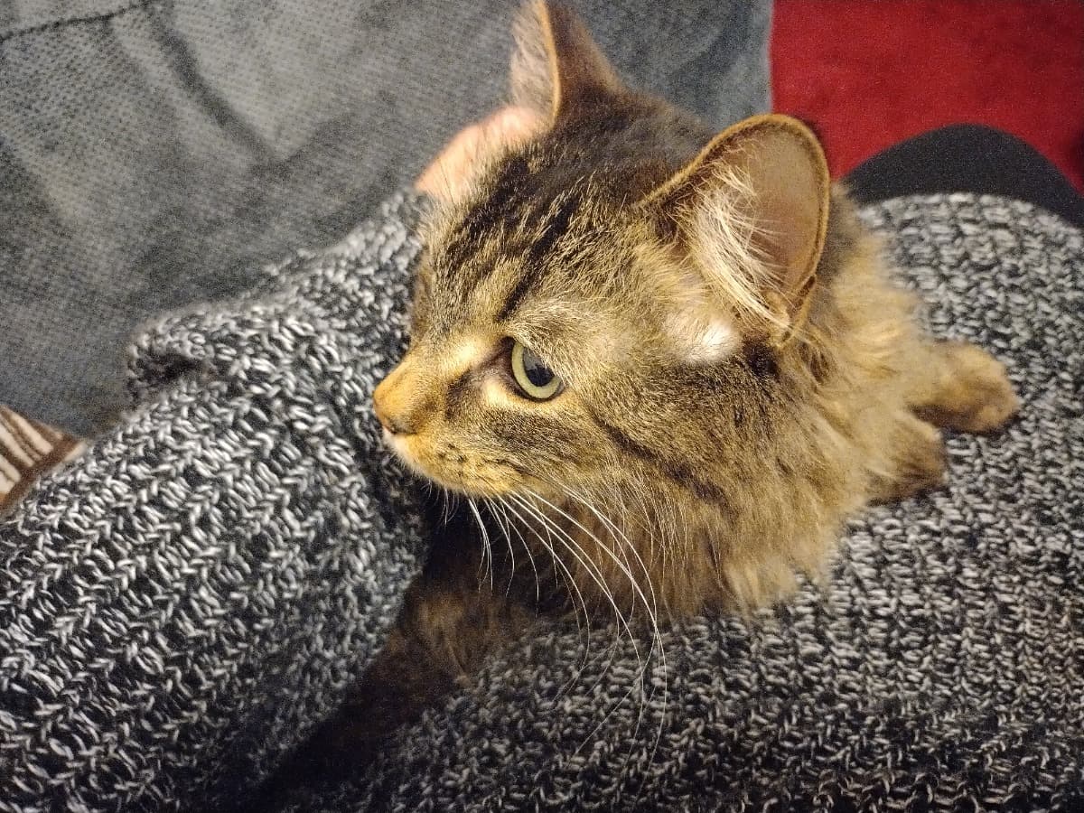 FosteringNova