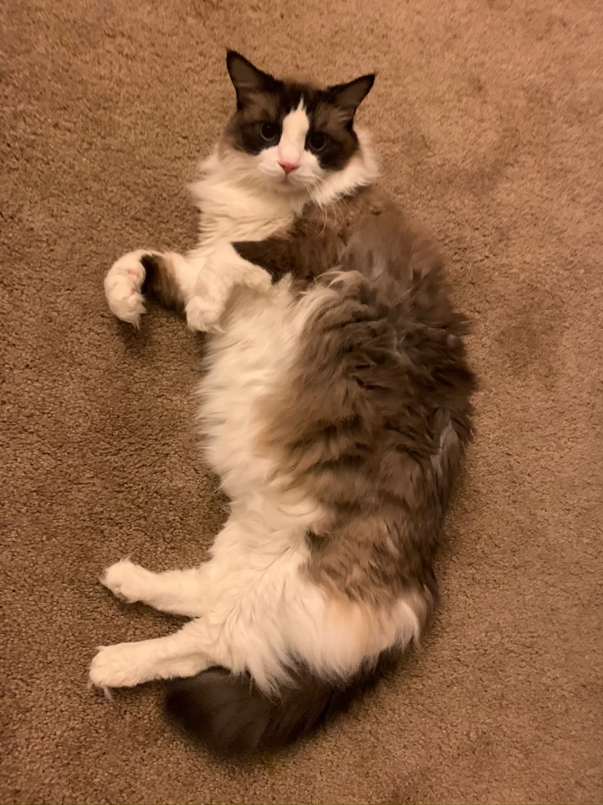 SurgeryForSeniorKitty