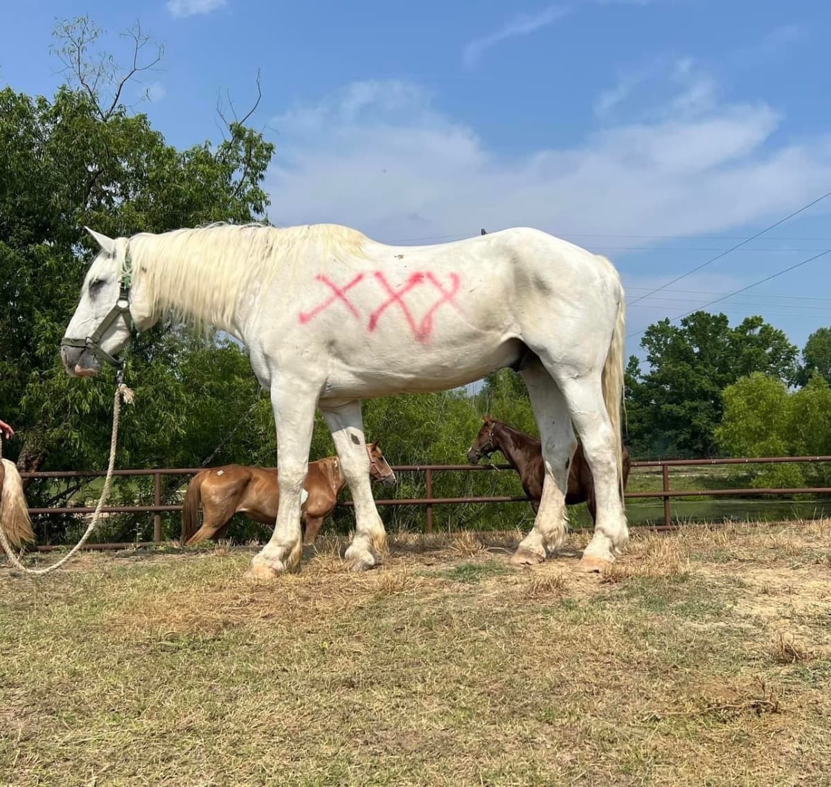 RaezMission2SaveKPHorses