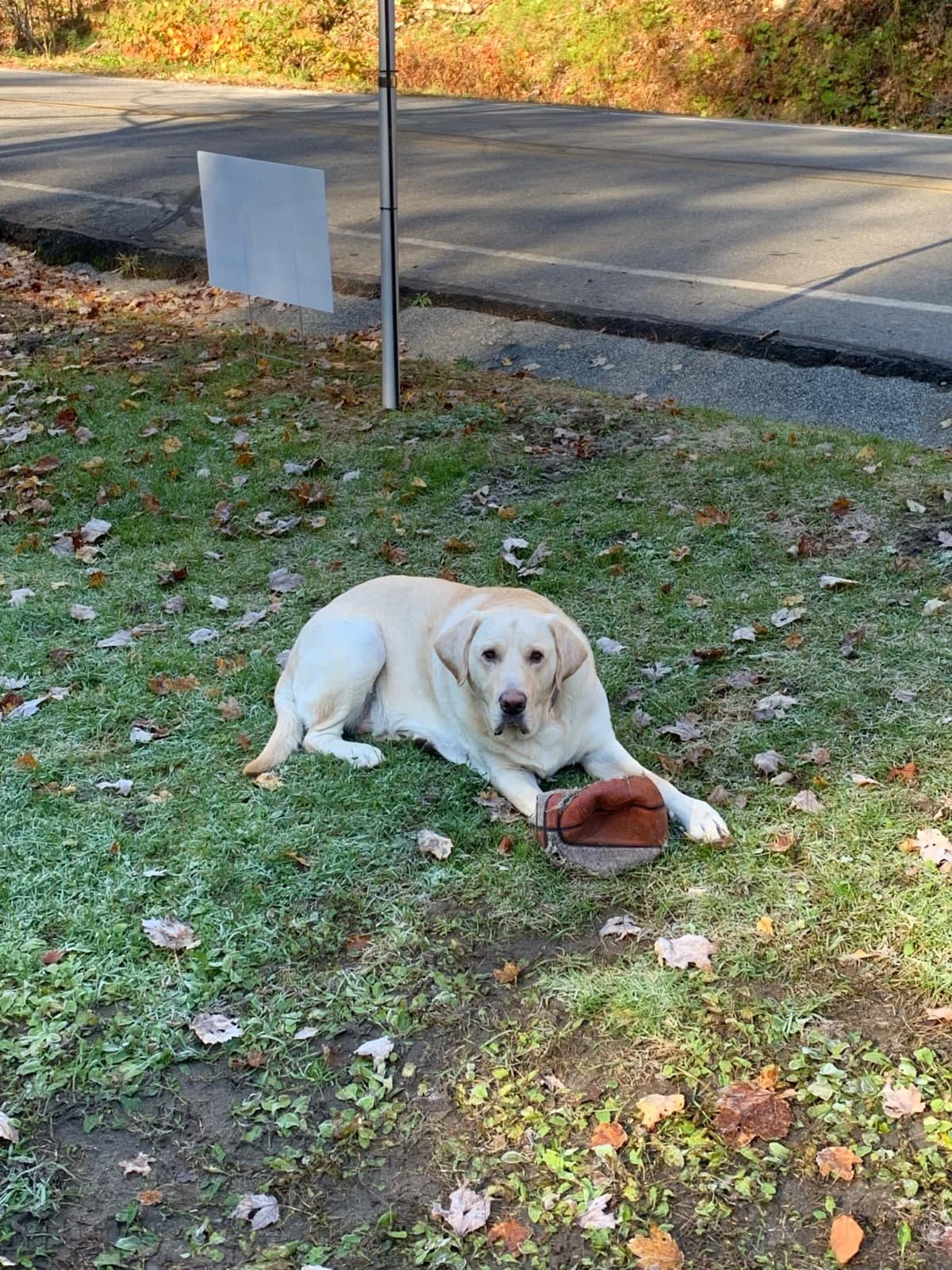 CooperTheYellowLab