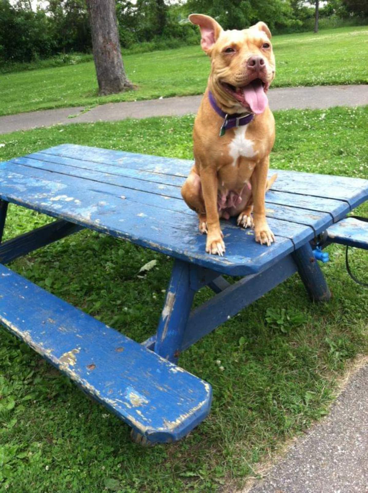 MyOnlyFriendCarmellaIsDying