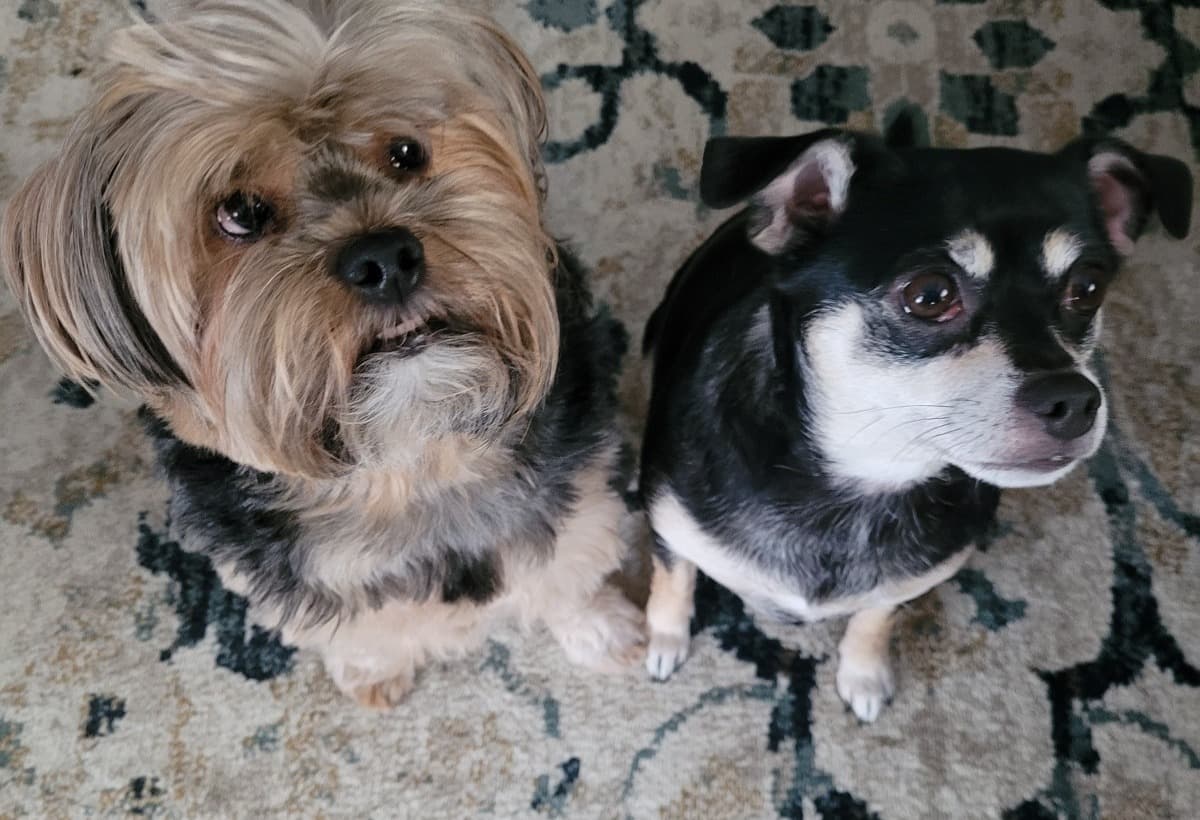 GiveLillyTheHopeSheNeeds