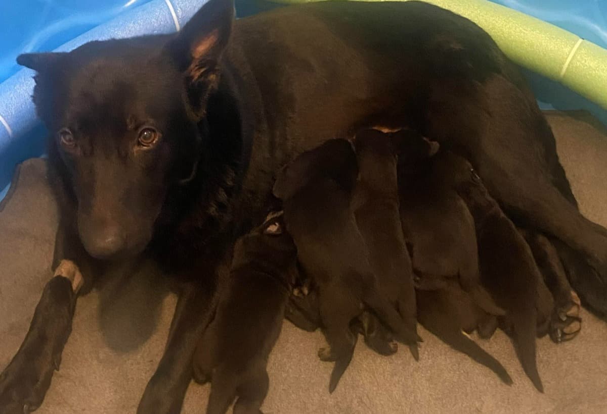 MercedesSadieAnd7Puppies