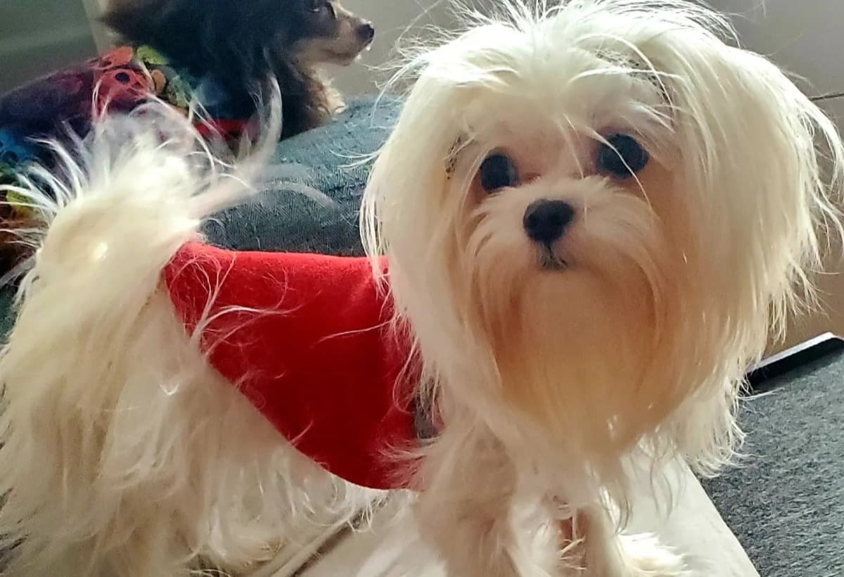 BowiesOpenChestSurgery