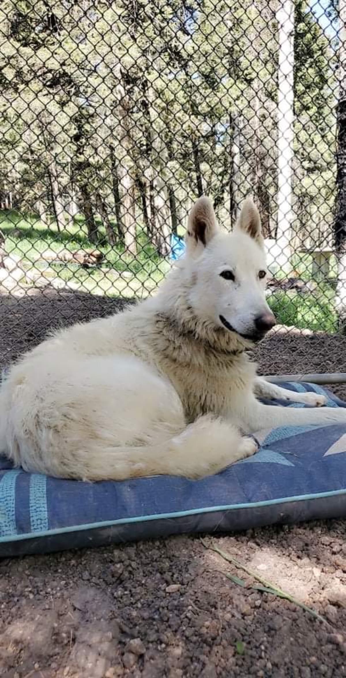 VetVisitForDumpedWolfDog