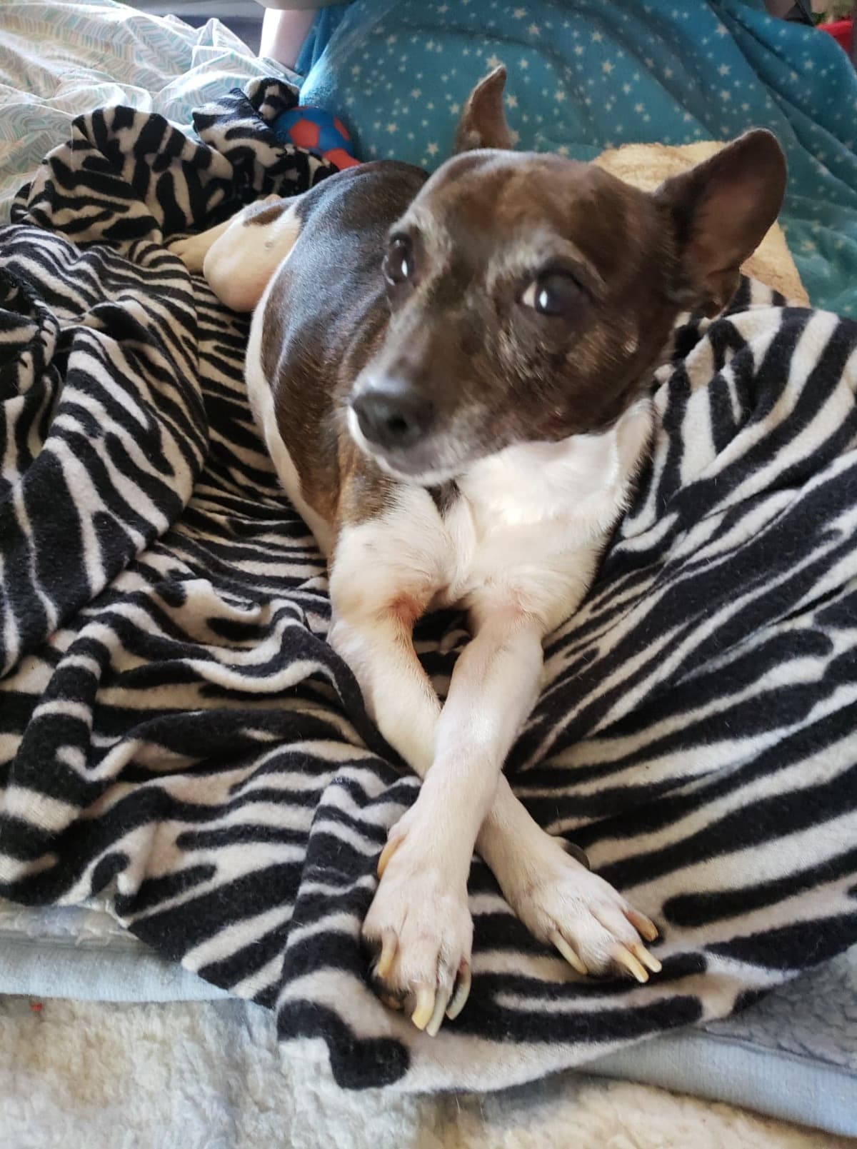 HelpForDelilahSurgery