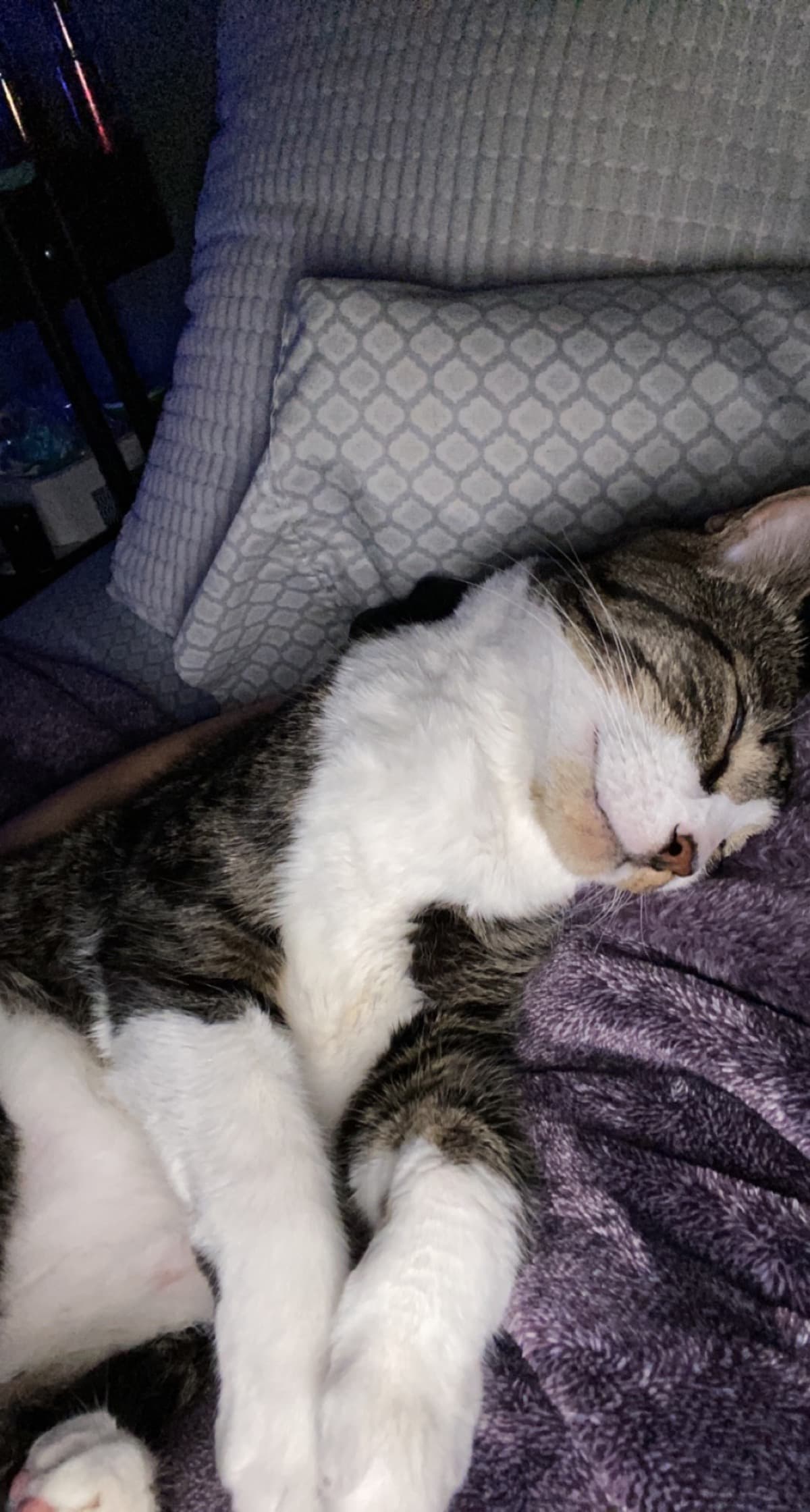 HelpSaveMyCatLucifer