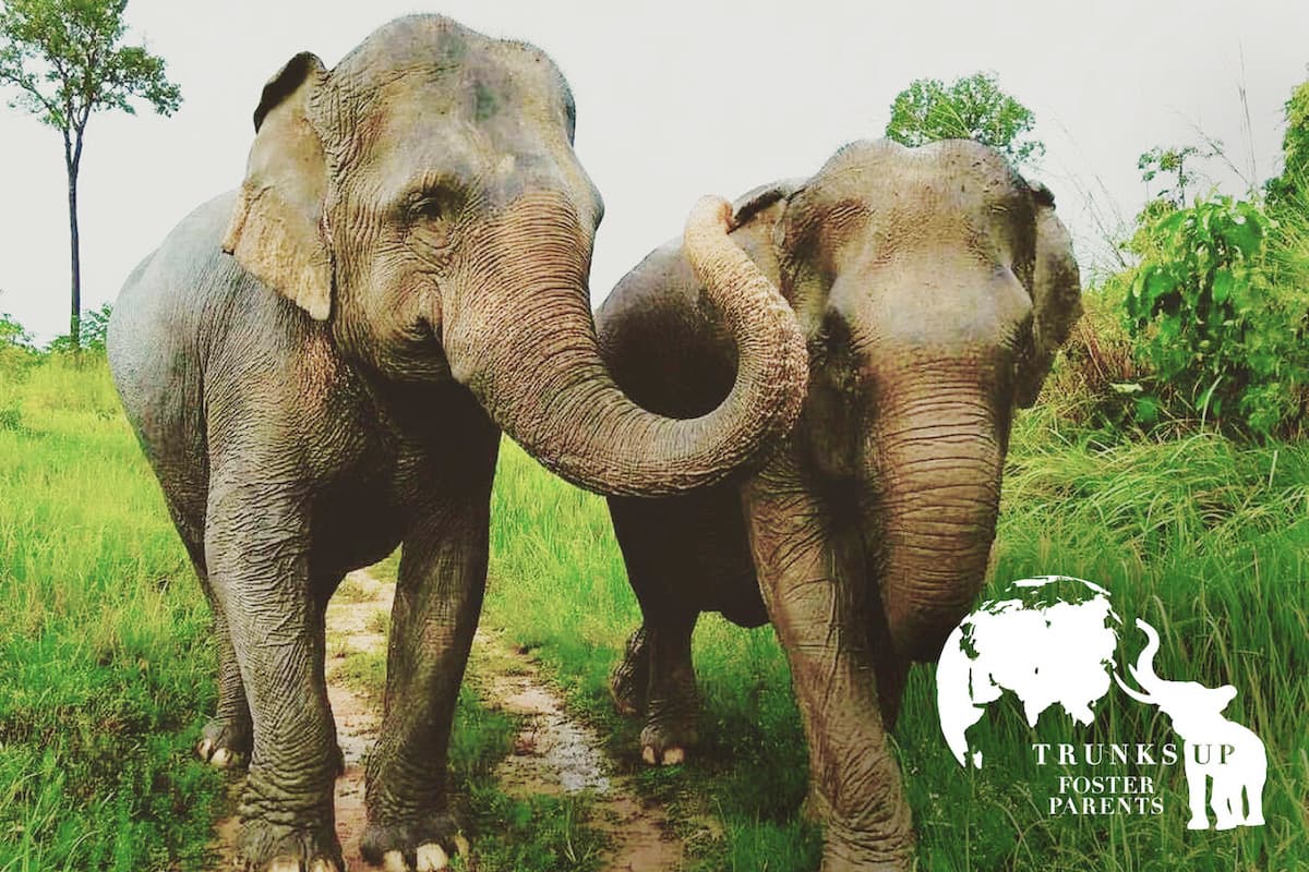 CambodiaWildlifeSanctuary