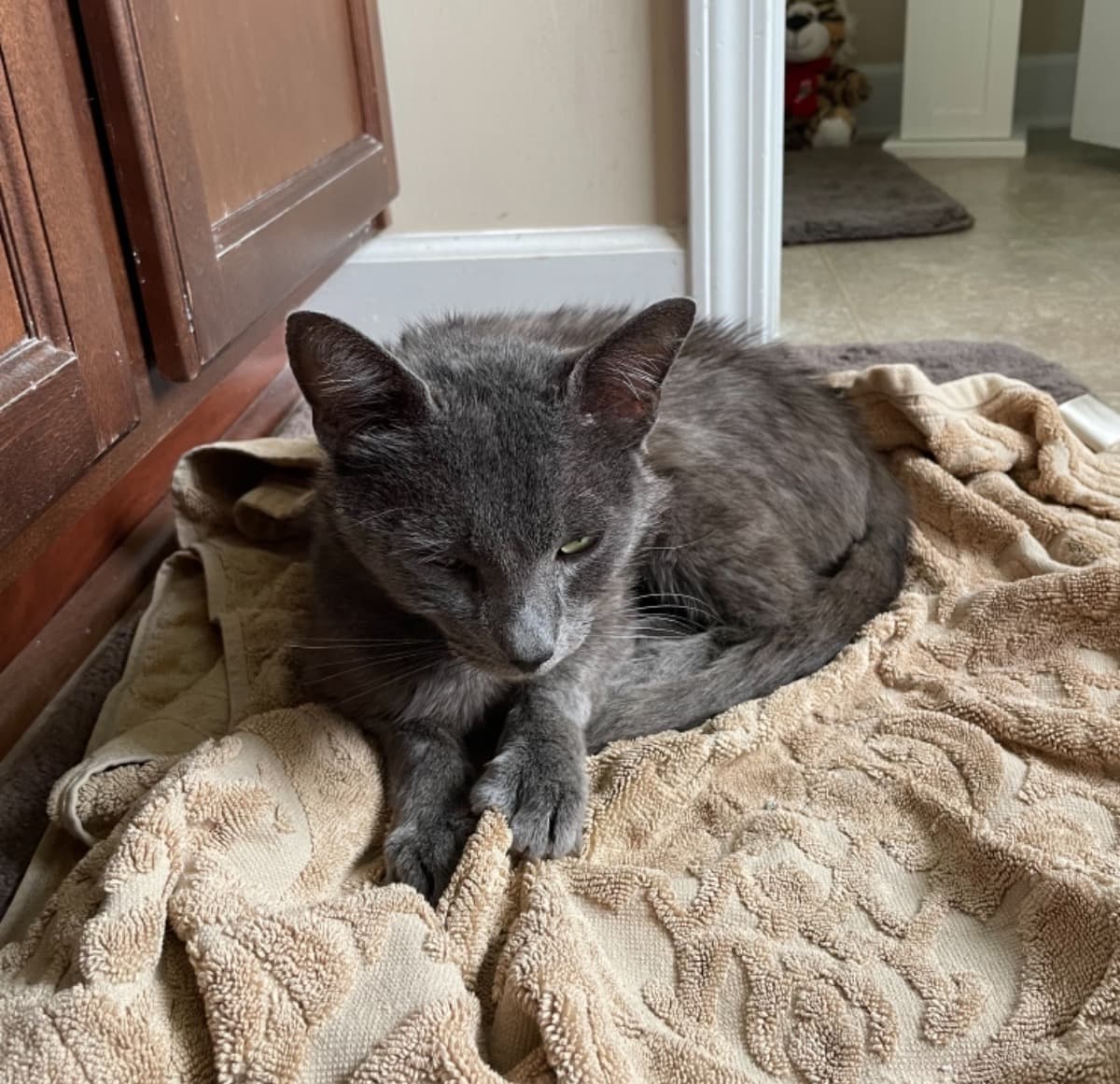 HelpThisAbandonedKitty