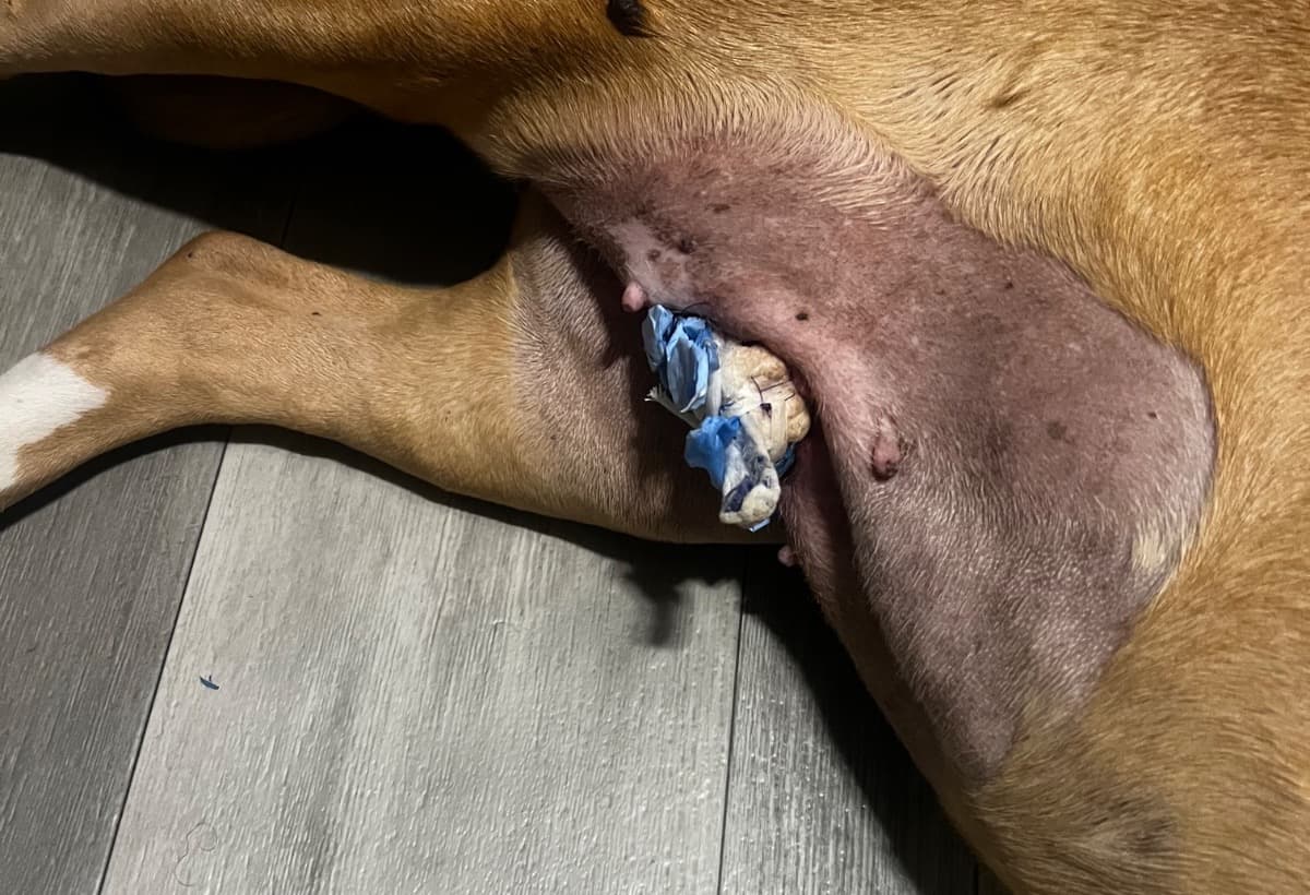 PineappleSurgeryAfterCare