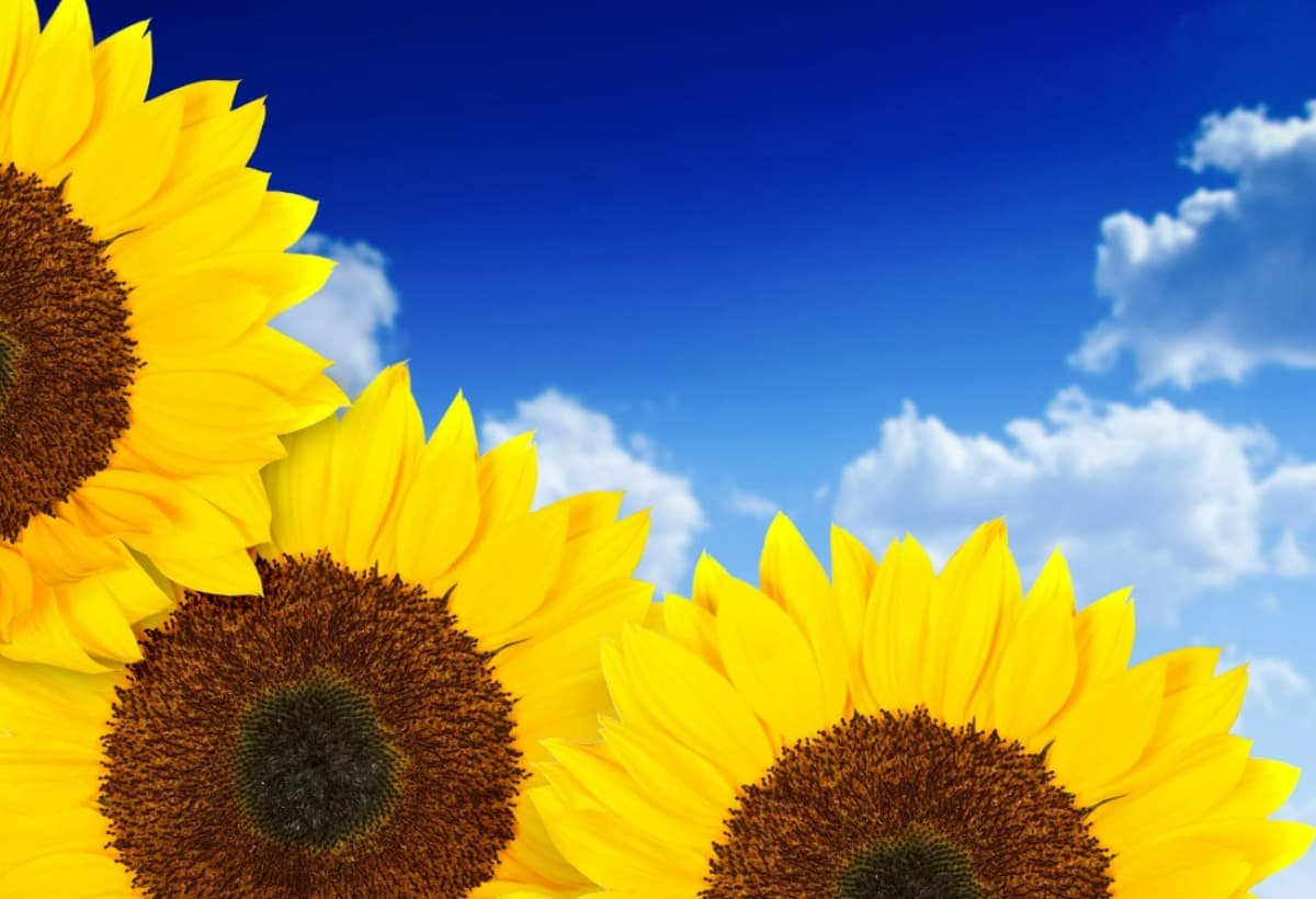 Support My Family And Relatives