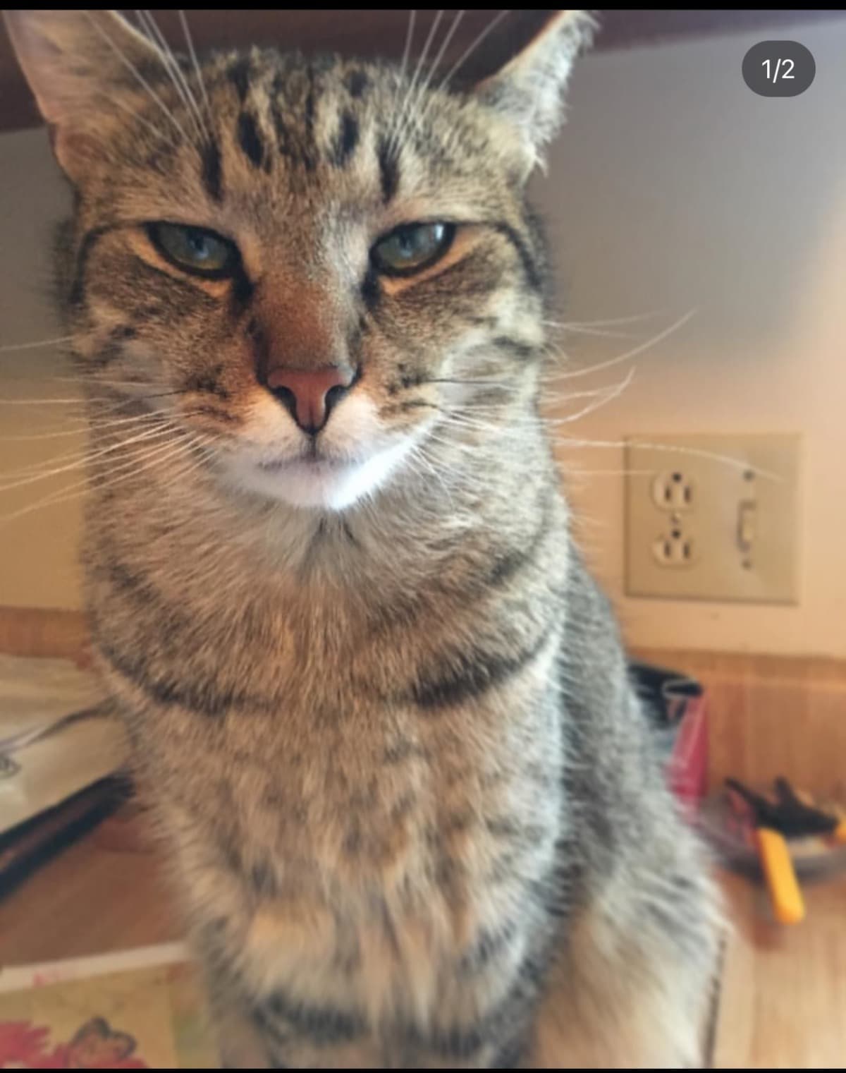 MyCatTitty