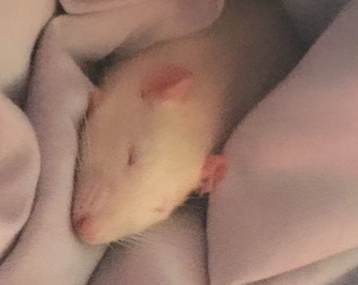StinkysTumor