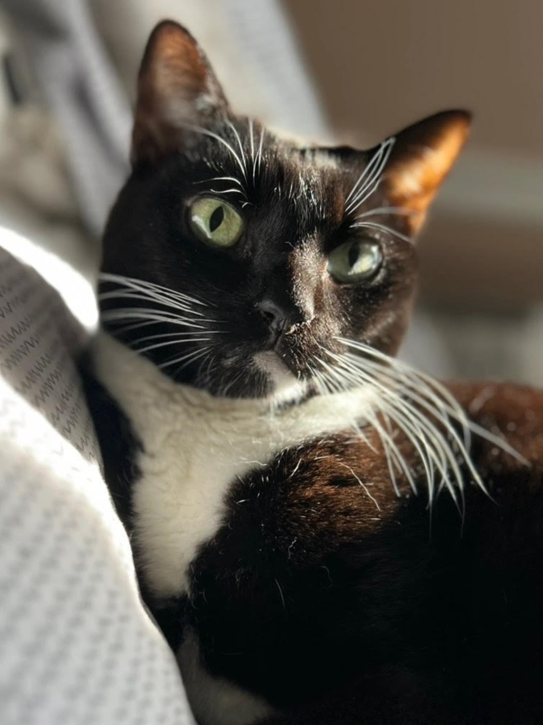 HelpMyCatWithVetBills