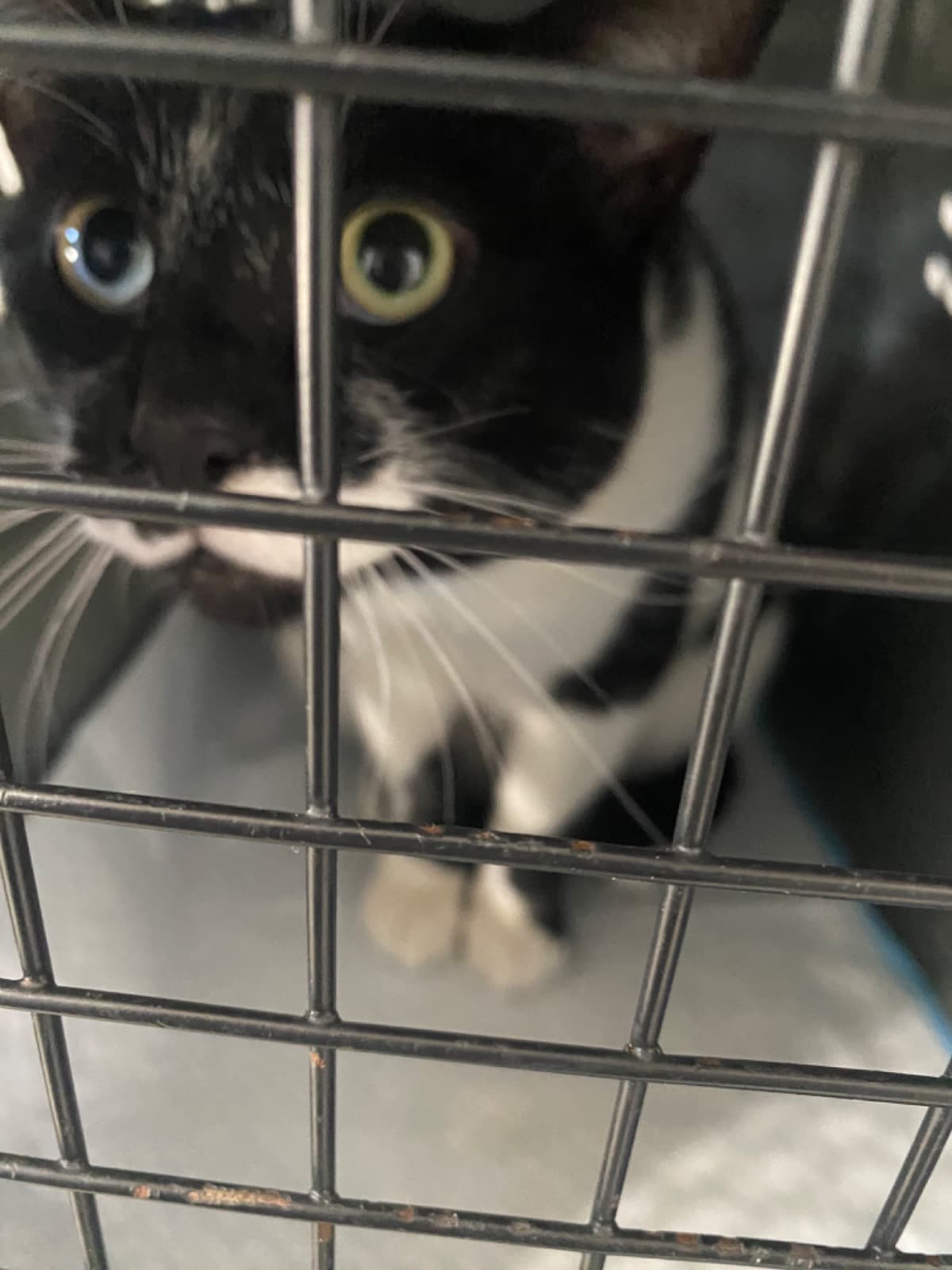 PlesseHelpMyCatsKidney