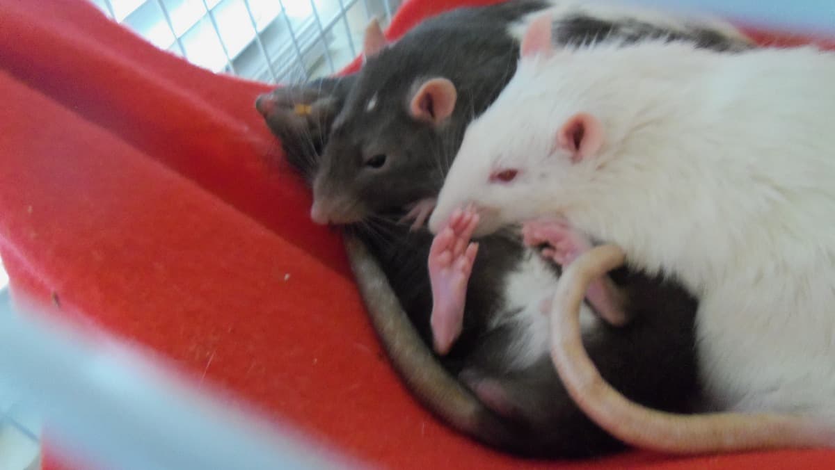 FuzzyBuddyWithATumor