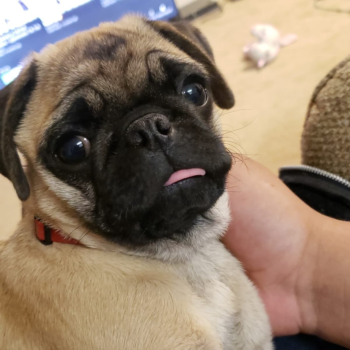 SurgeryForCharlie
