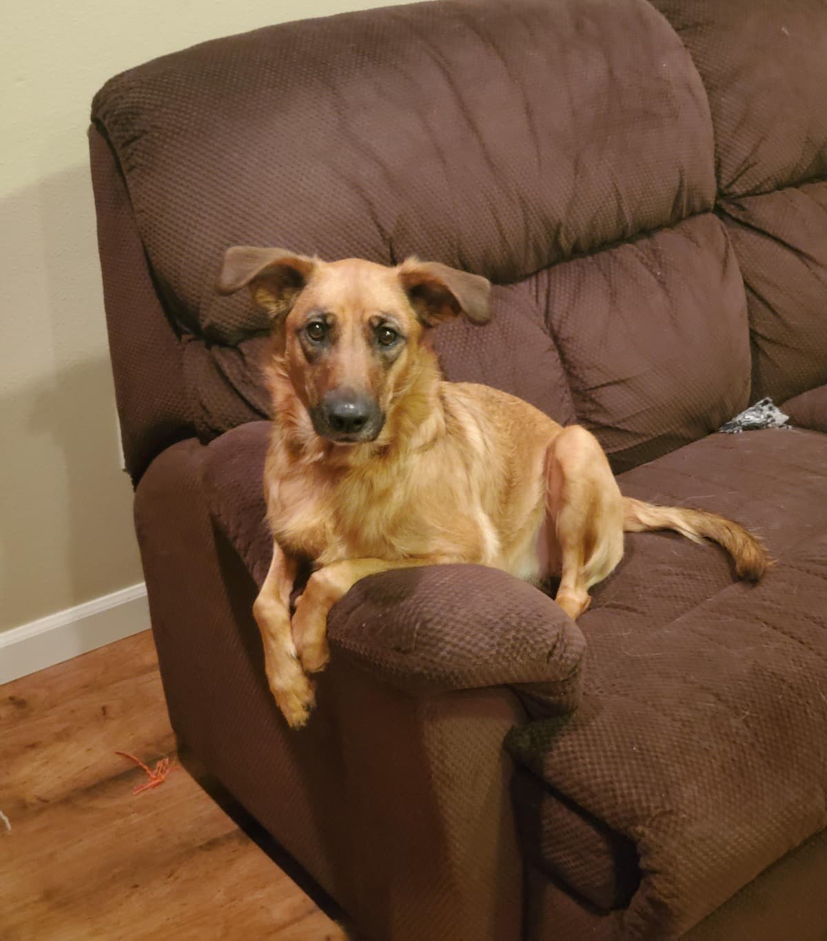 SparklesNeedsSurgery