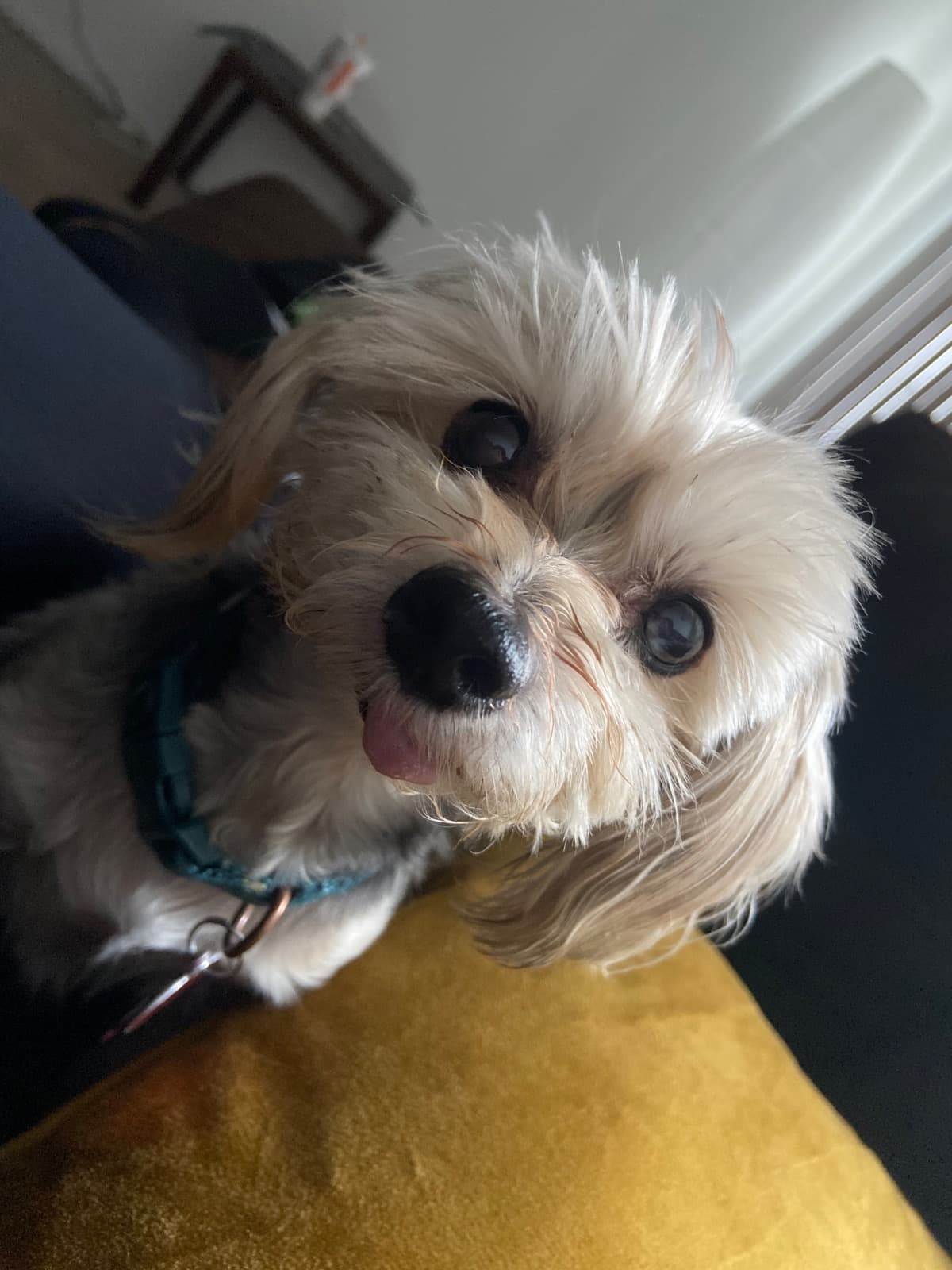 ForCuddlesCancerSurgery