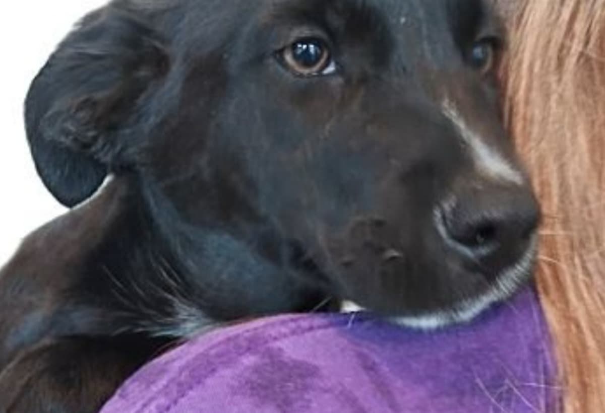 MultiPuppiesMedicalBills
