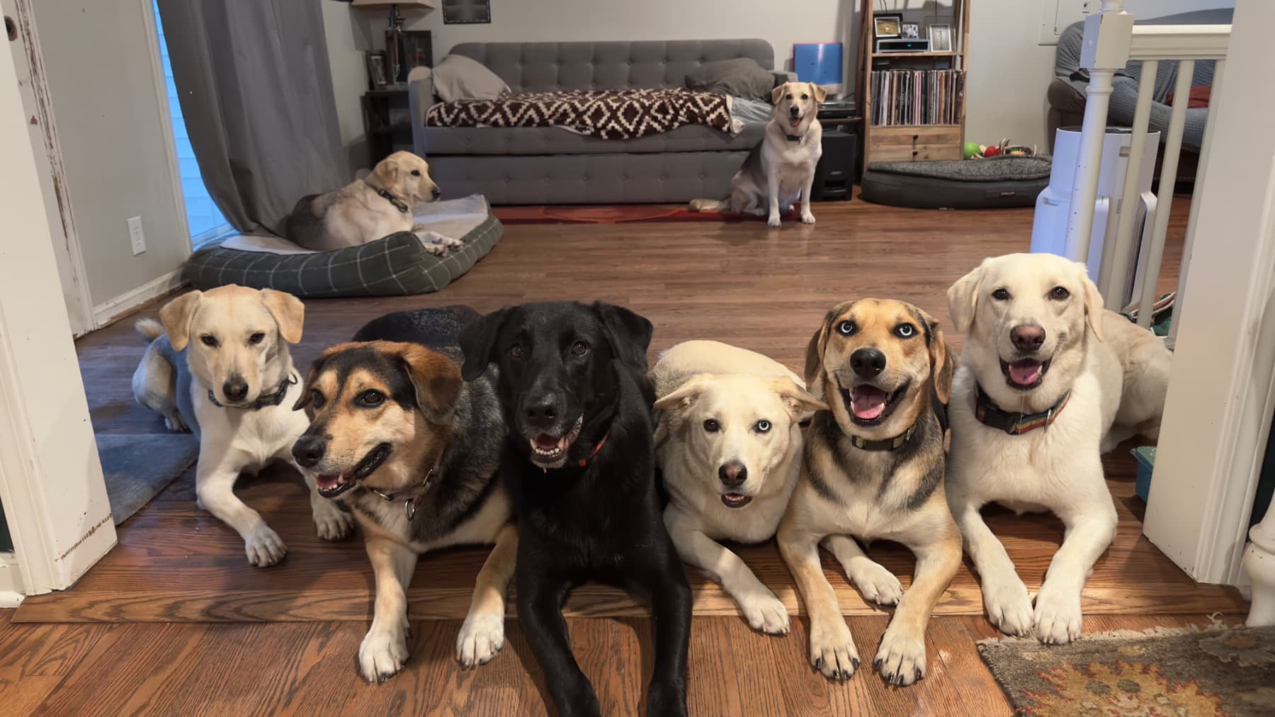 SaveMy9PupsFromParvo