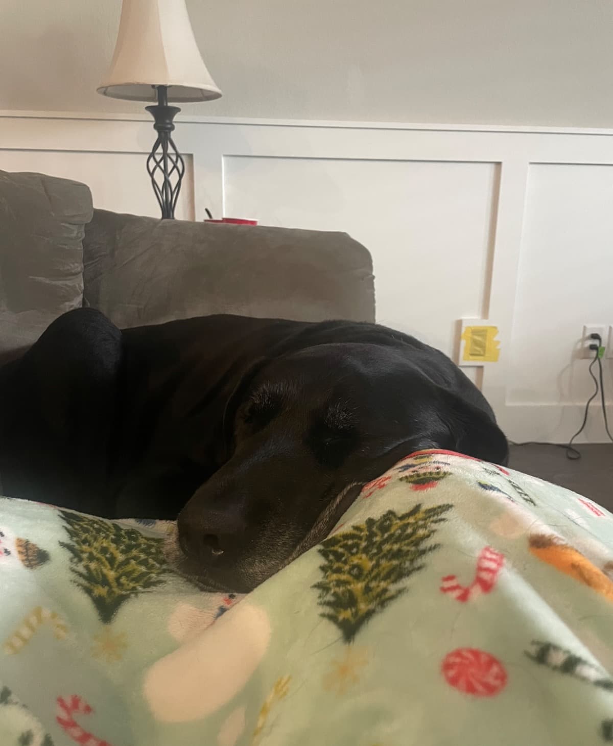ACLSurgeryForMyDog