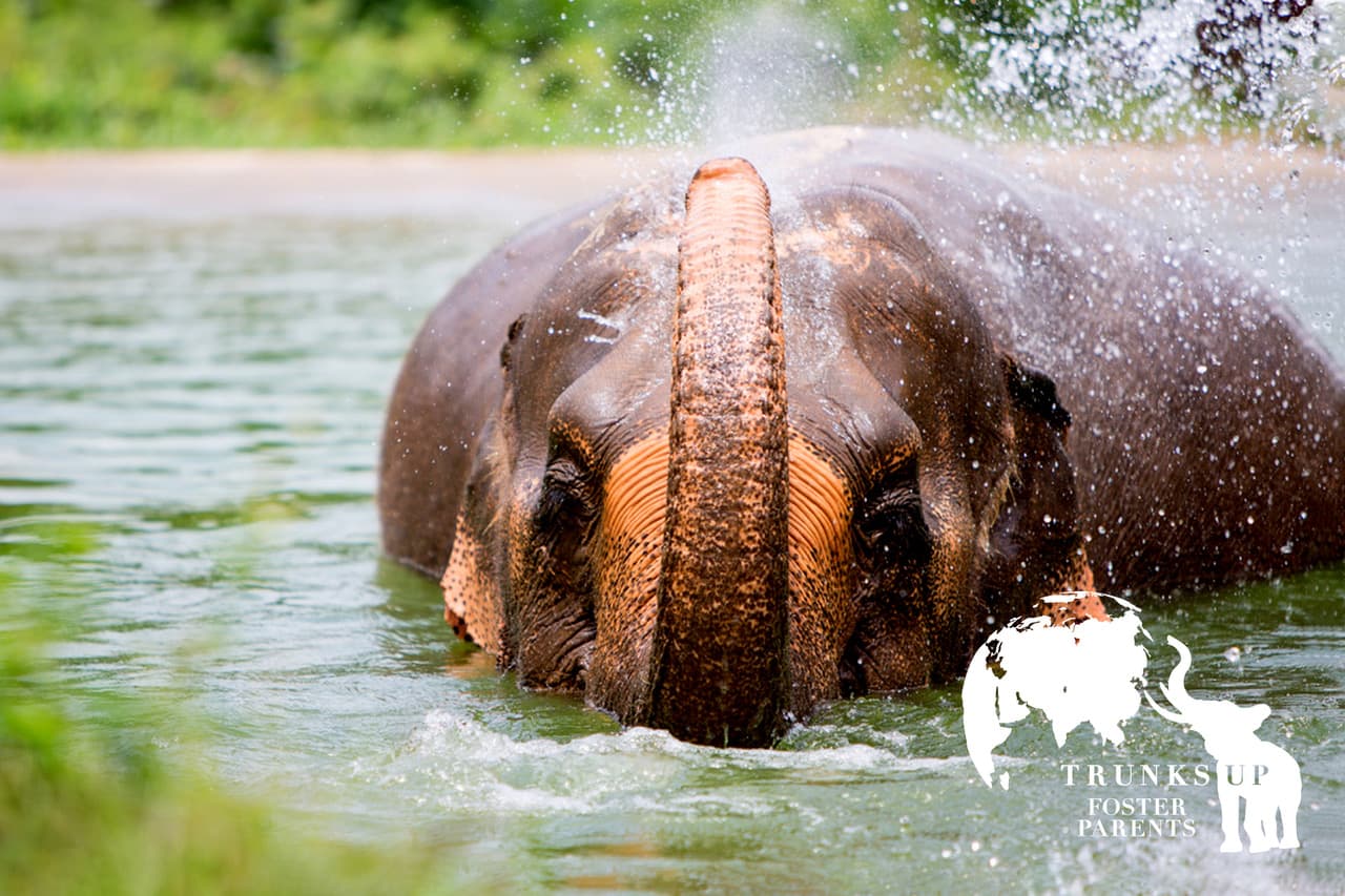 SamuiElephantSanctuary