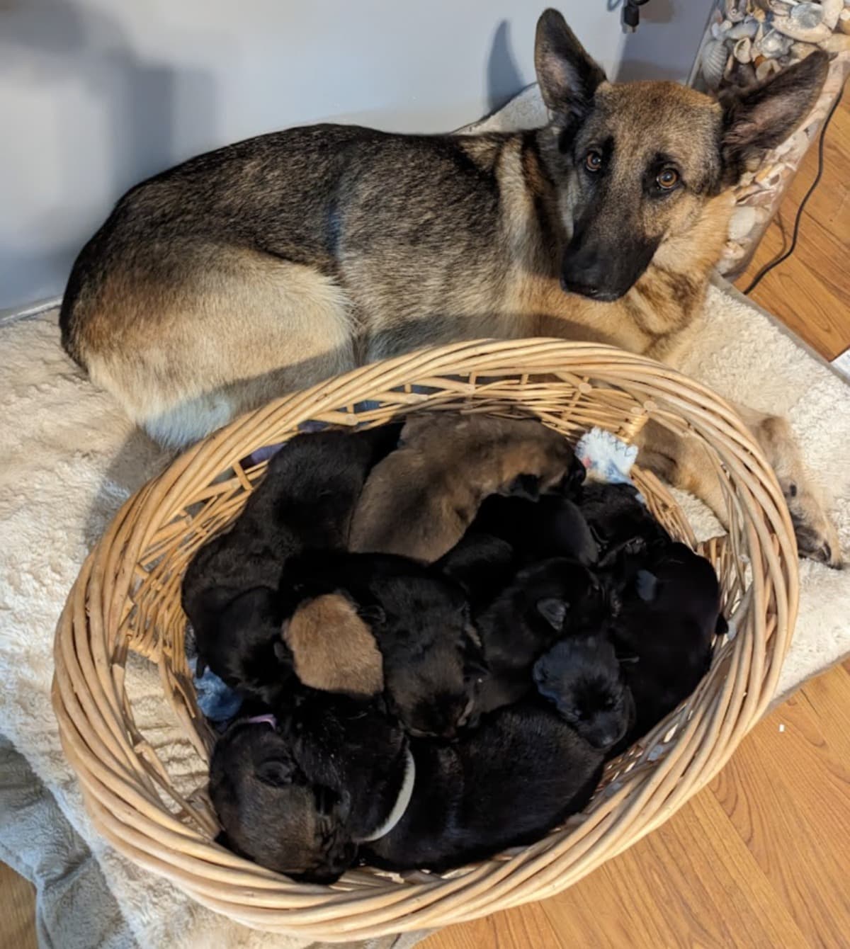 EmaciatedKatiePlus11