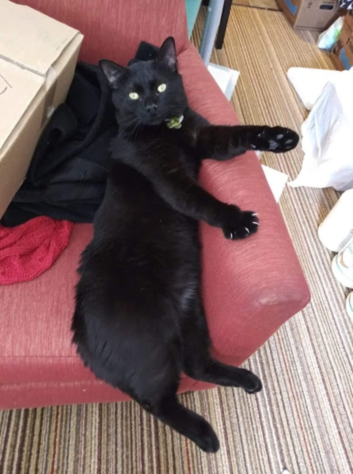 ASecondChanceFelineRescue