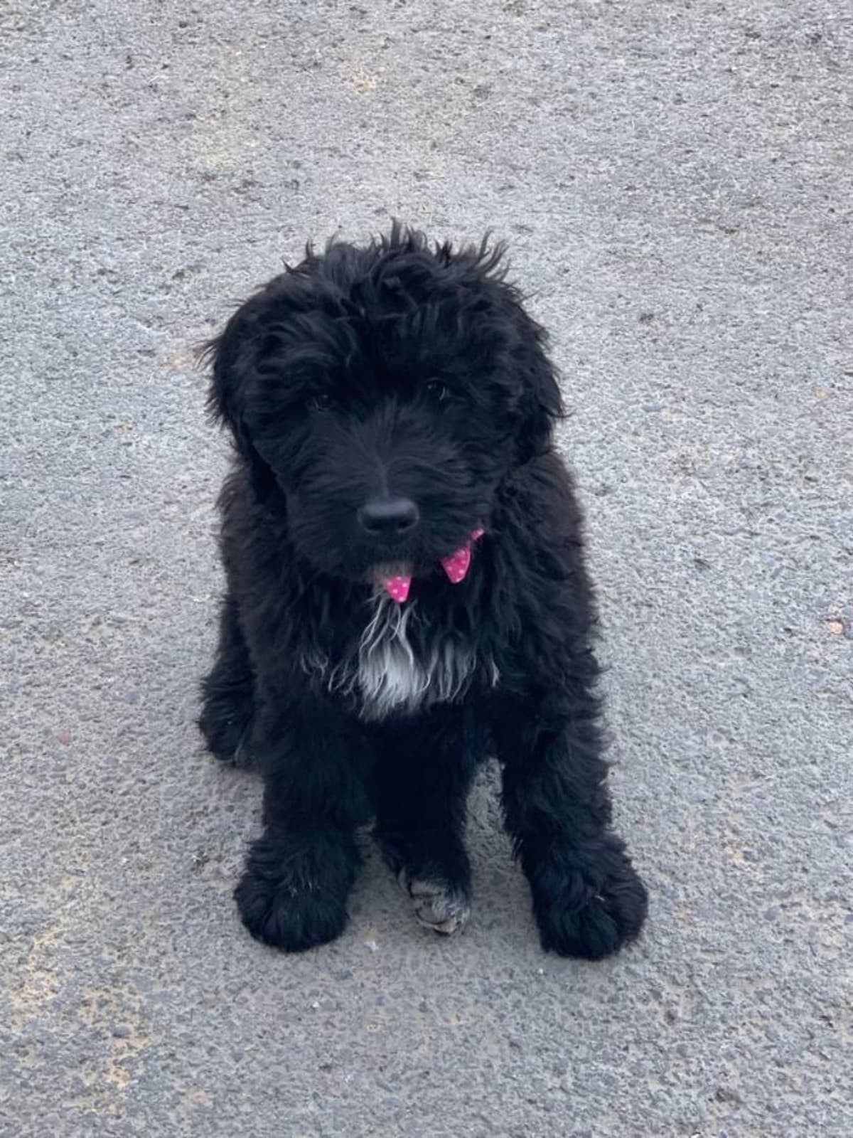 LuckyThePuppyNeedsSurgery