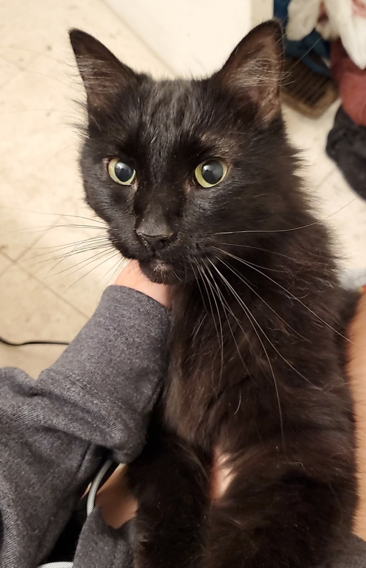 BloodTransfusionForTeddy