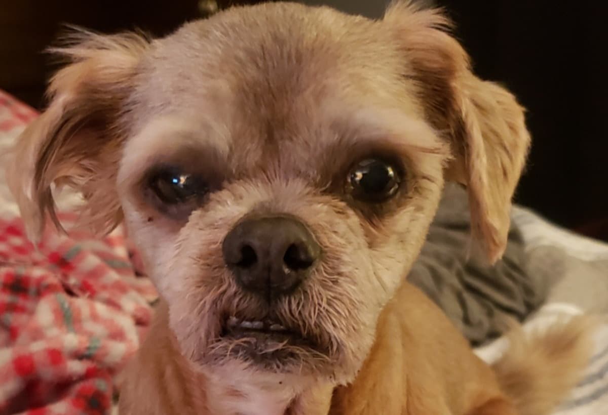 INeedHelpSavingBerndog