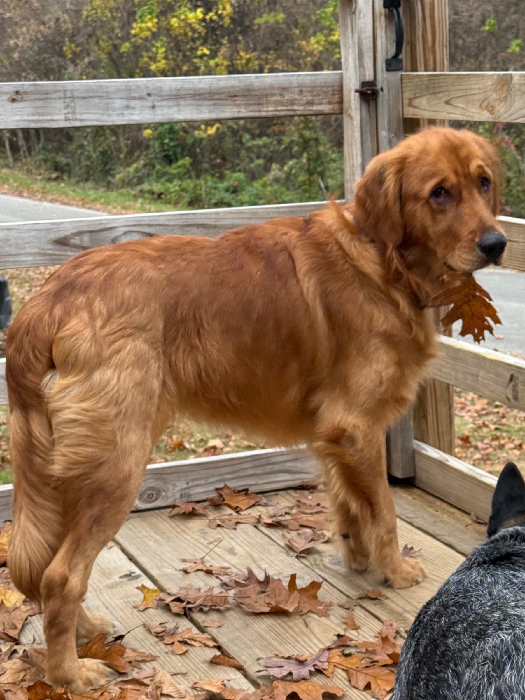 HelpForMy14MonthOldGolden
