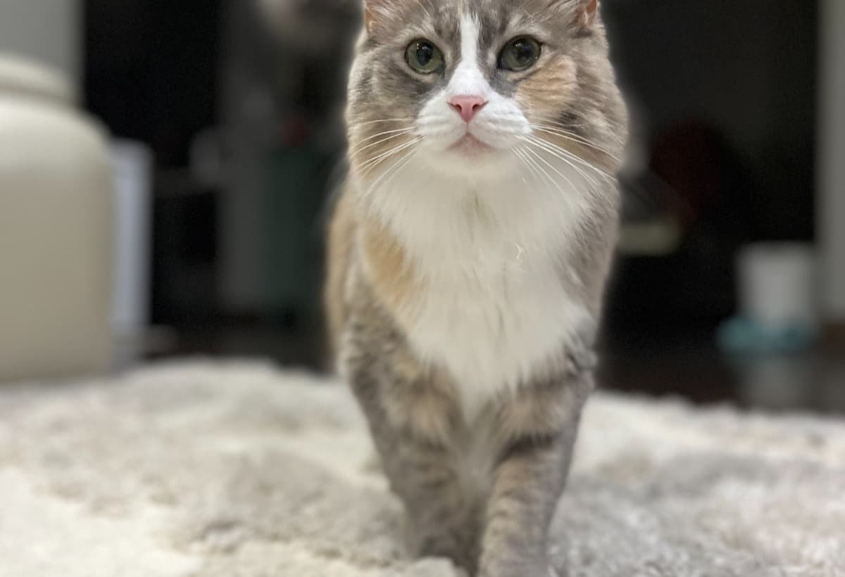 HumaneSocietySaveAPet